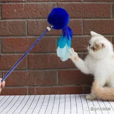 娱乐吃瓜君猫猫生日歌,萌宠欢唱，共庆猫界盛事